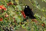 SPECTACLED TYRANT - Hymenops perspicillatus  -BRILTIRAN