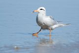 SNOWY-CROWNED TERN - Sterna trudeaui - TRUDAEUS STERN