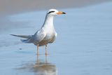 SNOWY-CROWNED TERN - Sterna trudeaui - TRUDAEUS STERN