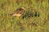 BUFF-BREASTED SANDPIPER - Tryngites rufescens - BLONDE RUITER