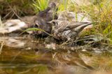 MISTLE THRUSH - Turdus viscivorus - GROTE LIJSTER