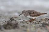 TEMMINCKS STRANDLOPER - Calidris temminckii - TEMMINCKS STINT