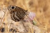 GROTE SATERZANDOOG - Satyrus ferula - GREAT SOOTY SATYR