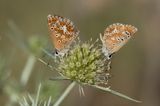 MOORS BRUIN BLAUWTJE - Aricia cramera - SOUTHERN BROWN ARGUS
