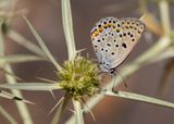 GROOT TRAGANTBLAUWTJE - Polyommatus escheri - ESCHERS BLUE - AZURÉ DESCHER