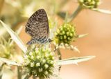 KLEIN TIJGERBLAUWTJE - Leptotes pirithous - LANGS SHORT-TAILED BLUE