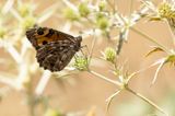 HEIVLINDER - Hipparchia semele - GREYLING