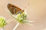 TWEEKLEURIGE PARELMOERVLINDER - Melitaea didyma - SPOTTED FRITILLARY - MÉLITÉE ORANGÉE