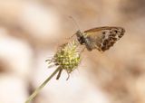 BLEEK HOOIBEESTJE - Coenonympha dorus - DUSKY HEATH