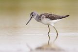 COMMON GREENSHANK - Tringa nebularia - GROENPOOTRUITER 