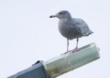 GLAUCOUS GULL - Larus hyperboreus - GROTE BURGEMEESTER