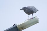 GLAUCOUS GULL - Larus hyperboreus - GROTE BURGEMEESTER