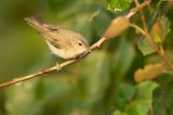 COMMON CHIFFCHAFF - Phylloscopus collybita - TJIFTJAF