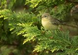 FITIS - Phylloscopus trochilus - WILLOW WARBLER