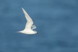 GROTE STERN - Thalasseus sandvicensis - SANDWICH TERN