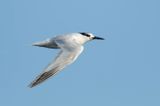 GROTE STERN - Thalasseus sandvicensis - SANDWICH TERN