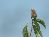 PAAPJE - Saxicola rubetra - WHINCHAT