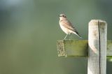 TAPUIT - Oenathe oenanthe - COMMON WHEATEAR