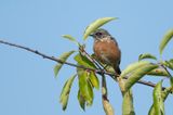 ROODBORSTTAPUIT - Saxicola rubicola - EUROPEAN STONECHAT