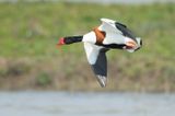 BERGEEND - Gallinago gallinago - COMMON SHELDUCK