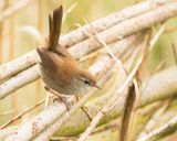 CETTIS ZANGER - Cettia cetti  - CETTIS WARBLER