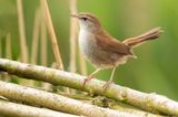 CETTIS ZANGER - Cettia cetti  - CETTIS WARBLER