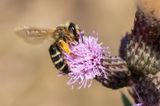 GRASBIJ - Andrena flavipes - YELLOW-LEGGED MINING BEE