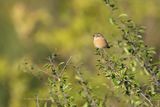 ROODBORSTTAPUIT - Saxicola rubicola - EUROPEAN STONECHAT