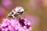 MARBLED WHITE - Melanargia galathea - DAMBORDJE