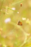 SMALL HEATH - Coenonympha pamphilus - HOOIBEESTJE 