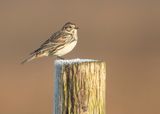 LAPLAND LONGSPUR - Calcarius lapponicus - IJSGORS