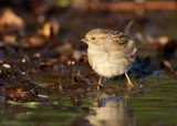 DUNNOCK - Prunella modularis - HEGGENMUS