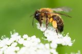 BUFFISH MINING-BEE - Andrena nigroaenea - ZWARTBRONZEN ZANDBIJ
