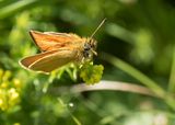 ZWARTSPRIETDIKKOPJE - Thymelicus lineola - ESSEX SKIPPER - LIGNÉ