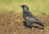 EURASIAN JACKDAW - Coloeus monedula - KAUW