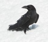 RAAF - Corvus corax - COMMON RAVEN