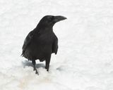 RAAF - Corvus corax - COMMON RAVEN