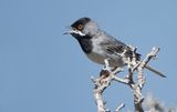 RÜPPELLS GRASMUS - Curruca ruppeli - RÜPPELLS WARBLER