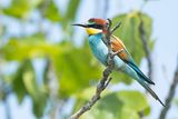 BIJENETER - Merops apiaster - EUROPEAN BEE-EATER