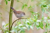 CETTIS ZANGER - Cettia cetti - CETTIS WARBLER 