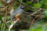 WESTERN RED-LEGGED THRUSH - Turdus rubripes - ROODPOOTLIJSTER 