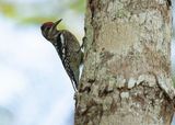 YELLOW-BELLIED SAPSUCKER - Sphyrapicus varius - GEELBUIKSAPSPECHT