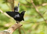 CUBAN BLACKBIRD - Ptiloxena atroviolacea - CUBATROEPIAAL 