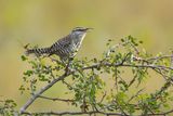 YUCATAN WREN - Campylorhynchus yucatanicus - YUCATAN WINTERKONING