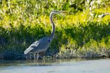 GREAT BLUE HERON - Ardea herodias - AMERIKAANSE BLAUWE REIGER