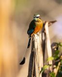 TURQUOISE-BROWED MOTMOT - Eumomota superciliosa - WENKBRAUWMOTMOT