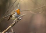 ROODBORST - Erithacus rubecula - EUROPEAN ROBIN
