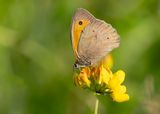 BRUIN ZANDOOGJE - Maniola jurtina - MEADOW BROWN