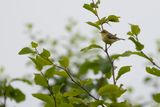 ORPHEUSSPOTVOGEL - Hippolais polyglotta - MELODIOUS WARBLER