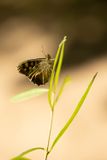 BONT ZANDOOGJE - Pararge aegeria - SPECKLED WOOD